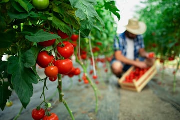 hombre recogiendo tomates