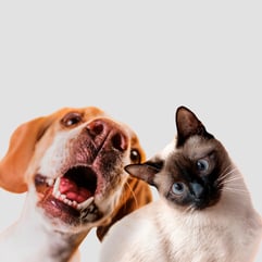 gran-consumo-mascotas-8